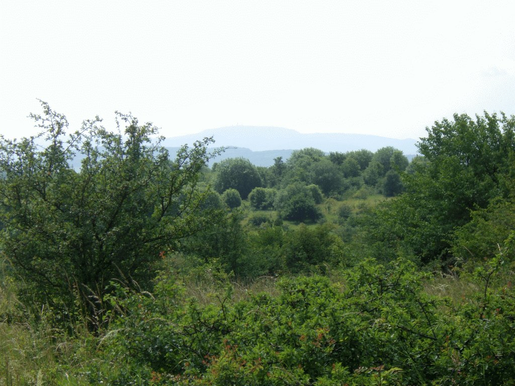 Verbuschung bei Kindel (Foto: M. Hornschuh)